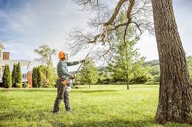 How Our Tree Care Process Works  in  Springdale, NC